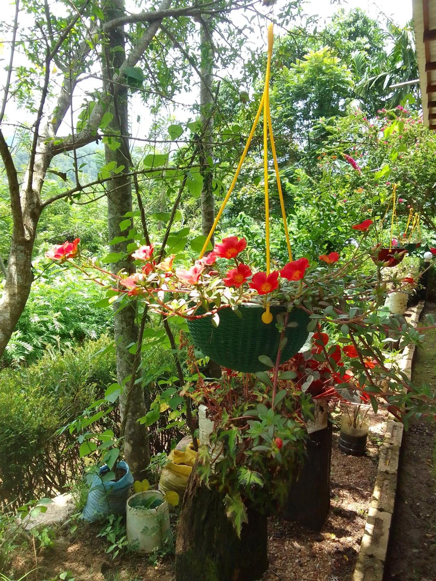 Nature'S Rest Ella Luaran gambar